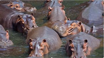Georgetown Janjanbureh hippos gambia