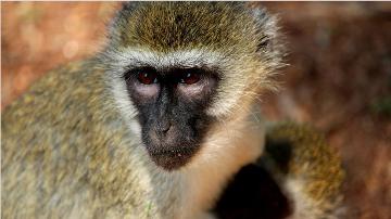 Monkey Park Gambia