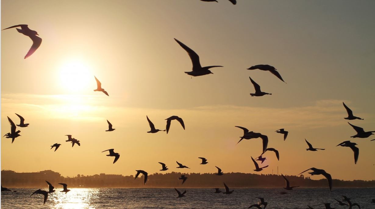 Birds in the morning