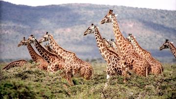 Senegal Safari Fathala