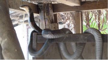 Snake and Reptile Farm Gambia