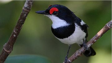 Birdwatching Gambia